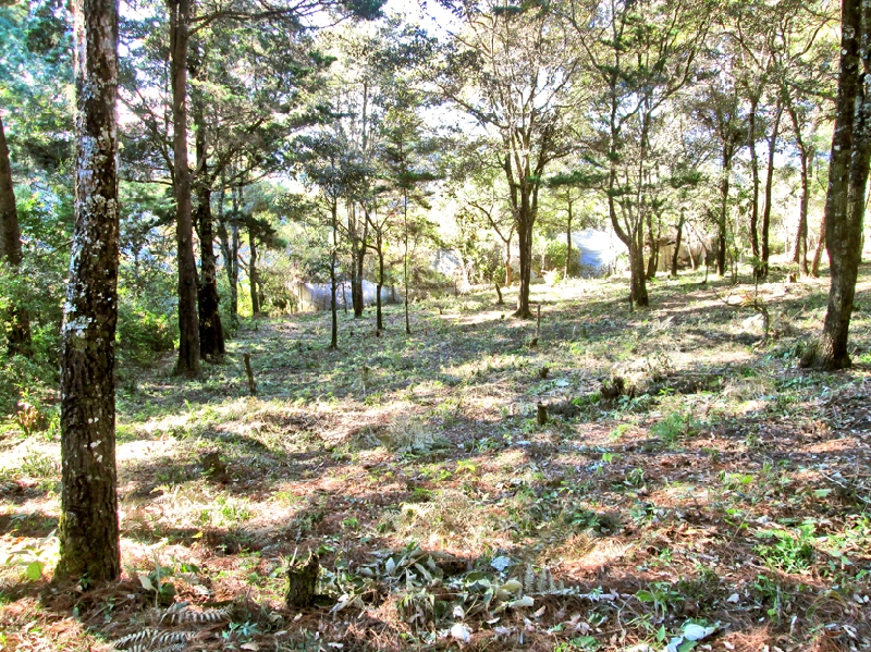 TERRENO  CHOACORRAL SAN  LUCAS  - large - 70118